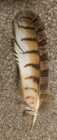 Sep 25 - When feathers appear,
angels are near. Sep 25 - When feathers appear,
angels are near.